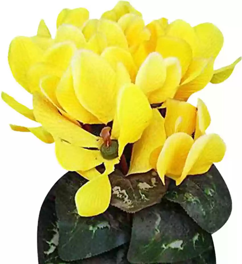 Light gelb cyclamen blume samen for anpflanzung - long bloom season, heirloom & gmo free samen for home garten
 
 sale samen for home garten