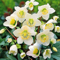 Weiß Immergrün Rosea Blumensamen zur Aussaat – robust Sorte – Traditionssorte & ohne Gentechnik Samen Hausgarten