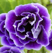 Violett Weiß Gloxinie Blumensamen zur Aussaat sonnenliebend Traditionssorte & ohne Gentechnik Samen Hausgarten