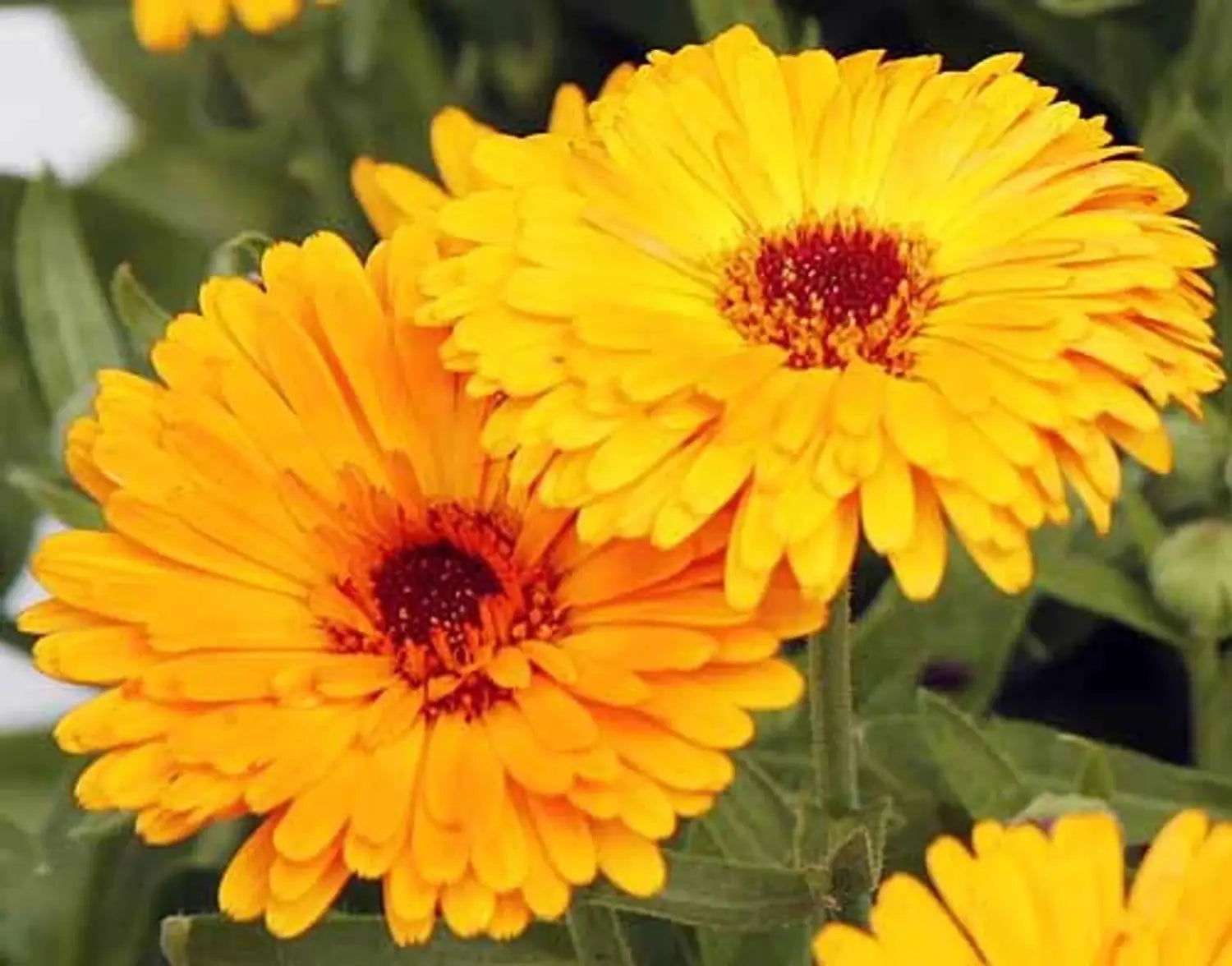 Calendula Studentenblume Blumensamen zur Aussaat Landhaus Garten wichtig Traditionssorte & ohne Gentechnik Samen Hausgarten
