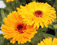 Calendula Studentenblume Blumensamen zur Aussaat Landhaus Garten wichtig Traditionssorte & ohne Gentechnik Samen Hausgarten