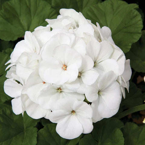 Weiß Geranie Pelargonium Blumensamen zur Aussaat Bestäuber freundlich Traditionssorte & ohne Gentechnik Samen Hausgarten
