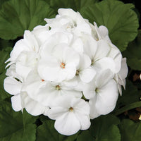 Weiß Geranie Pelargonium Blumensamen zur Aussaat Bestäuber freundlich Traditionssorte & ohne Gentechnik Samen Hausgarten