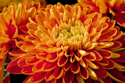 Orange Chrysantheme Blumensamen zur Aussaat Wildblume Mischung Traditionssorte & ohne Gentechnik Samen Hausgarten