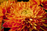 Orange Chrysantheme Blumensamen zur Aussaat Wildblume Mischung Traditionssorte & ohne Gentechnik Samen Hausgarten