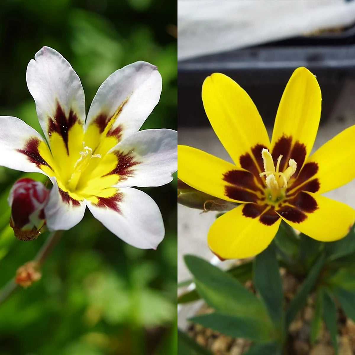 Weiß Gelb Sparaxis Blumensamen zur Aussaat – leuchtend Traditionssorte & ohne Gentechnik Samen Hausgarten