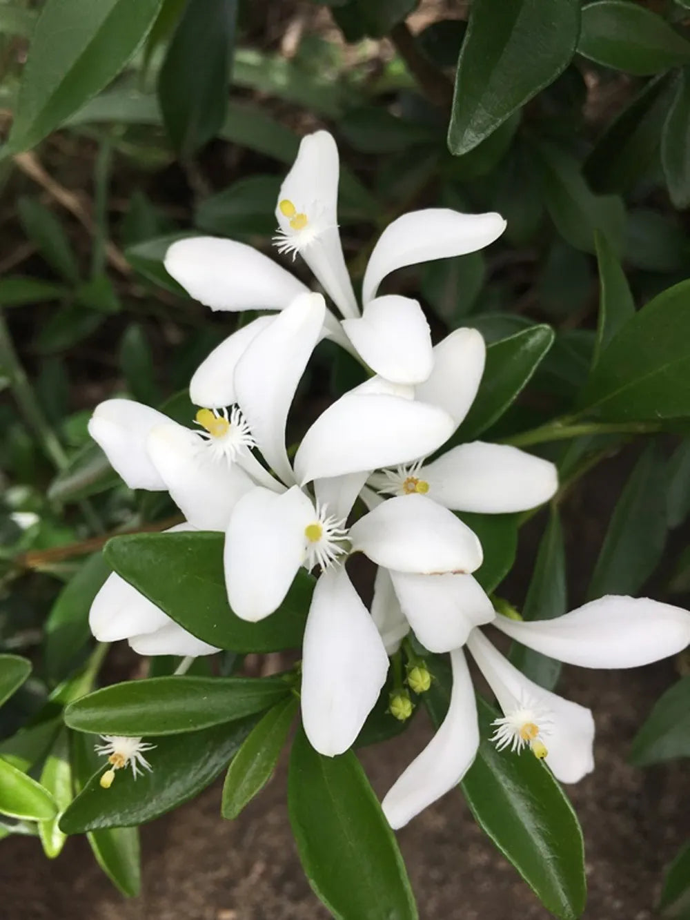 Weiß Cape Honeysuckle Blumensamen zur Aussaat – leuchtend – Traditionssorte & ohne Gentechnik Samen Hausgarten