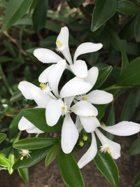 Weiß Cape Honeysuckle Blumensamen zur Aussaat – leuchtend – Traditionssorte & ohne Gentechnik Samen Hausgarten