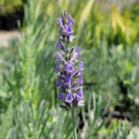Provence Lavendel Blumensamen zur Aussaat robust Sorte Traditionssorte & ohne Gentechnik Samen Hausgarten