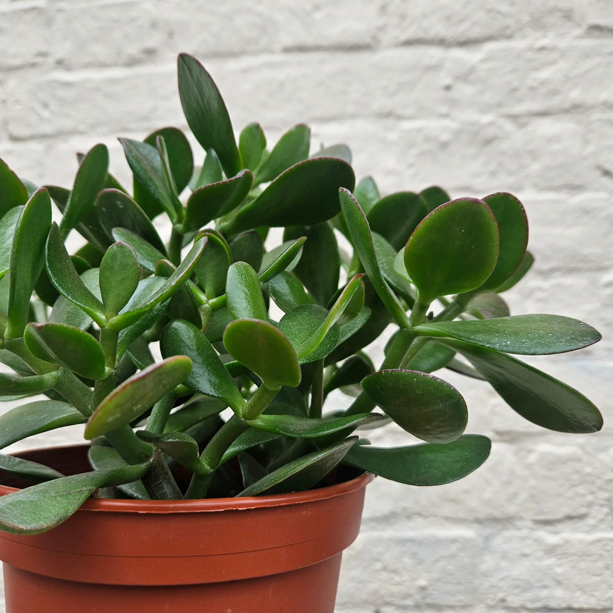 Crassula blume samen for anpflanzung - drought tolerant, heirloom & gmo free samen for home garten
 
 sale samen for anpflanzung in home garten