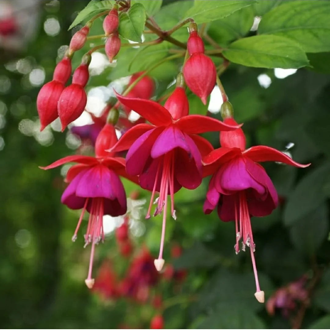 Fuchsie Blumensamen zur Aussaat Halbschatten verträglich Traditionssorte & ohne Gentechnik Samen Hausgarten