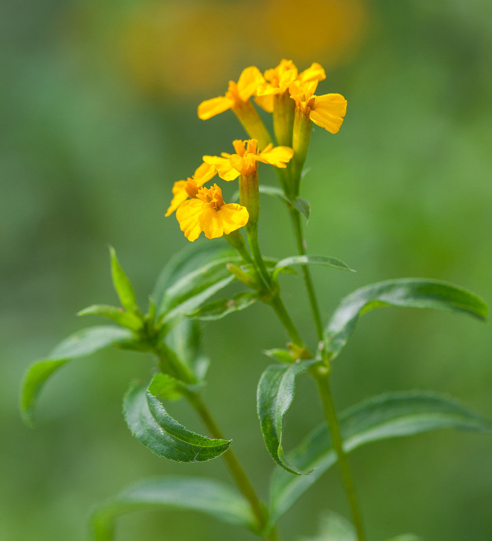 Gelb Mexican Tarragon Blumensamen zur Aussaat – pflegeleicht – Traditionssorte & ohne Gentechnik Samen Hausgarten