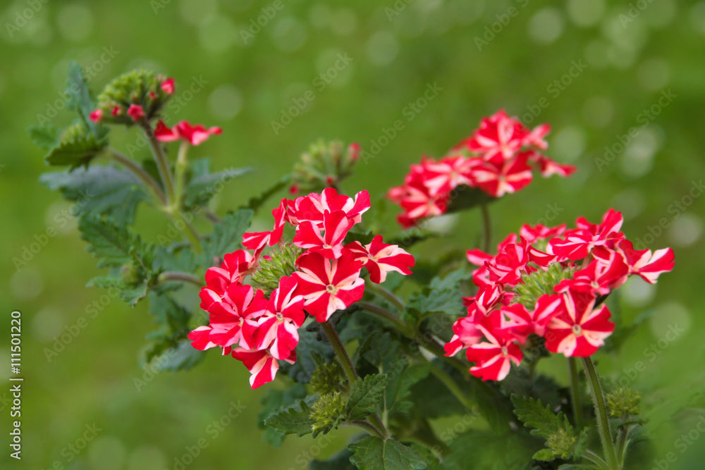 Rosa Eisenkraut Blumensamen zur Aussaat – hochwertige Qualitäts- – Traditionssorte & ohne Gentechnik Samen Hausgarten