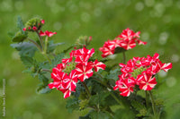 Rosa Eisenkraut Blumensamen zur Aussaat – hochwertige Qualitäts- – Traditionssorte & ohne Gentechnik Samen Hausgarten