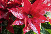 Gemischt Weihnachtsstern Blumensamen zur Aussaat – Halbschatten verträglich – Traditionssorte & ohne Gentechnik Samen Hausgarten