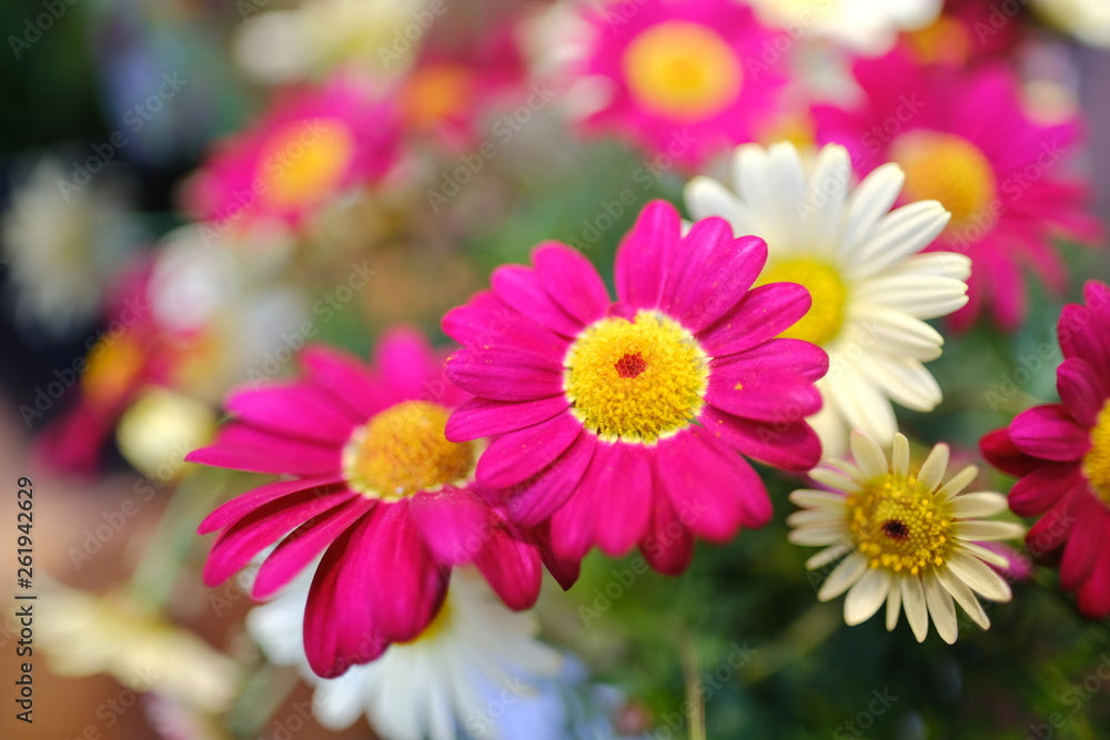 Rosa Calendula Blumensamen zur Aussaat – farbenfroh Schau – Traditionssorte & ohne Gentechnik Samen Hausgarten