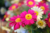 Rosa Calendula Blumensamen zur Aussaat – farbenfroh Schau – Traditionssorte & ohne Gentechnik Samen Hausgarten
