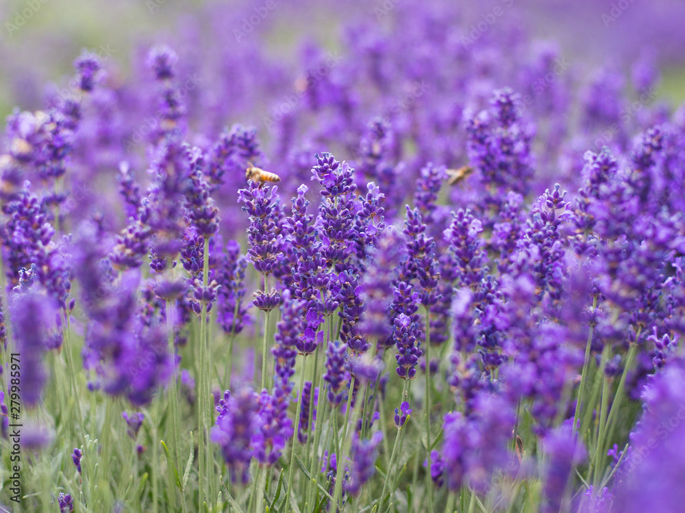 Provence Lavendel Violett Blumensamen zur Aussaat – Bestäuber freundlich – Traditionssorte & ohne Gentechnik Samen Hausgarten