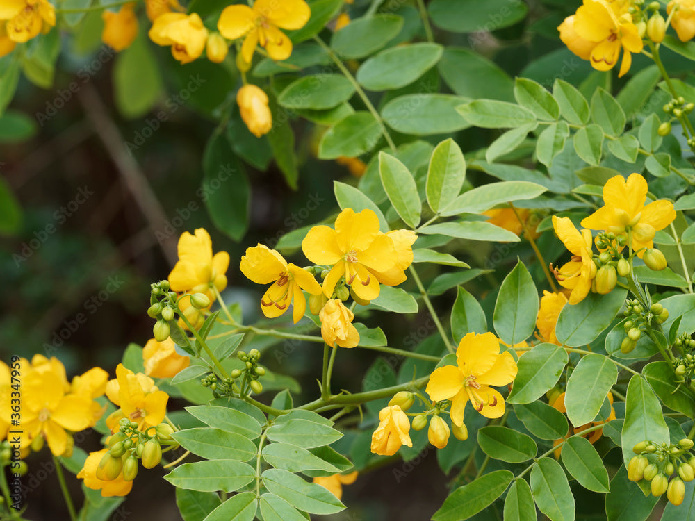 Gelb Senna Blumensamen zur Aussaat – sonnenliebend – Traditionssorte & ohne Gentechnik Samen Hausgarten
