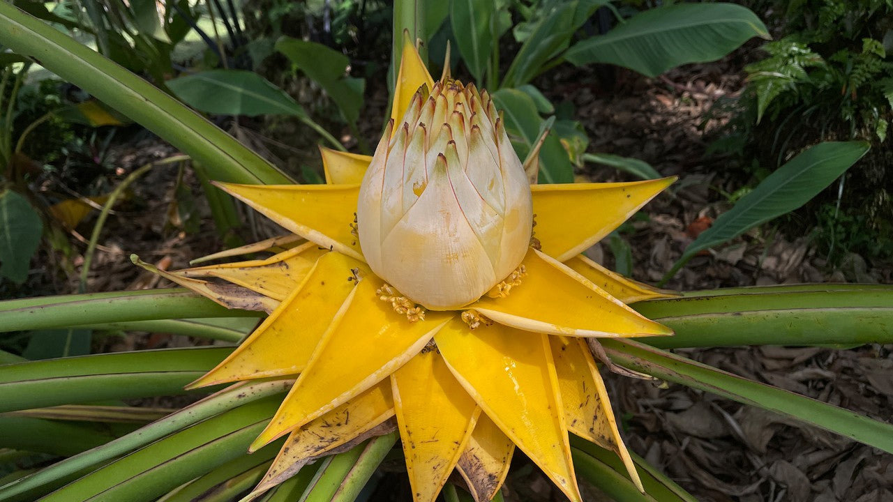 Weiß Musella Lasiocarpa Blumensamen zur Aussaat – robust Sorte – Traditionssorte & ohne Gentechnik Samen Hausgarten
