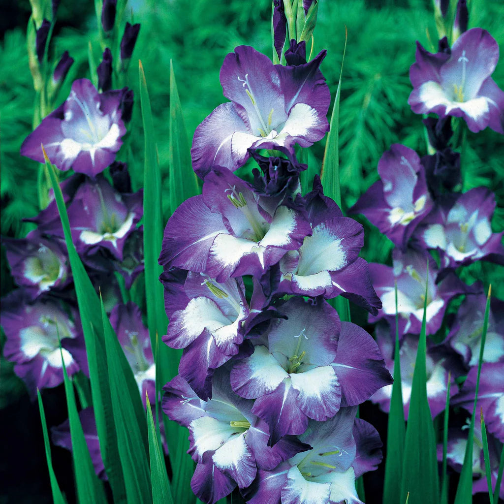 Blau Gladiole Blumensamen zur Aussaat kompakt Wuchs Traditionssorte & ohne Gentechnik Samen Hausgarten