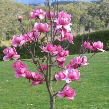 Northern Magnolia Baum Samen – Evergreen duftend Blüten Garten & Landscape Aussaat