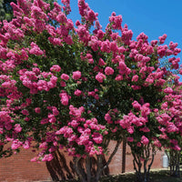 dunkel Rosa CREPE Lagerstroemia Cespuglio Albero Fiore Samen Garten Blume Aussaat