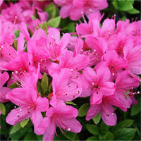 Rosa Rhododendron Azalee Blumensamen Blumensamen zur Aussaat leuchtend Blüten Traditionssorte & ohne Gentechnik Samen Hausgarten