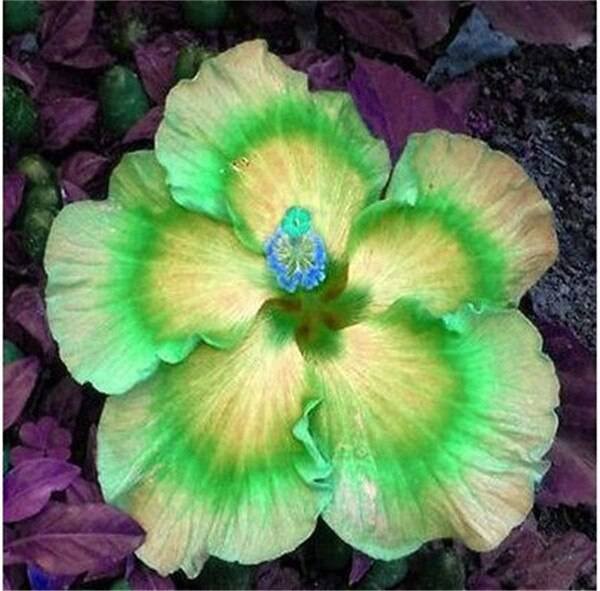 Grün Hibiskus Blumensamen zur Aussaat Wildblume Mischung Traditionssorte & ohne Gentechnik Samen Hausgarten