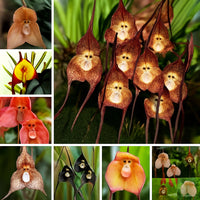 Potted Peru Monkey Face Orchidee Samen Blumensamen zur Aussaat Drought verträglich Traditionssorte & ohne Gentechnik Samen Hausgarten