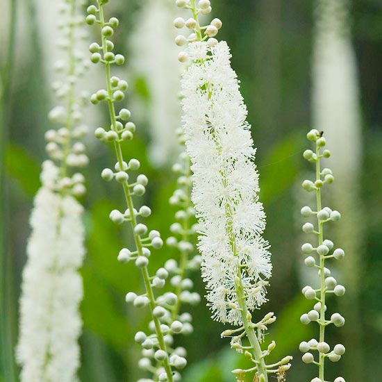 Cimicifuga Racemosa Blumensamen zur Aussaat robust Sorte Traditionssorte & ohne Gentechnik Samen Hausgarten