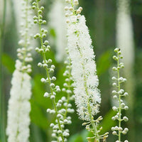 Cimicifuga Racemosa Blumensamen zur Aussaat robust Sorte Traditionssorte & ohne Gentechnik Samen Hausgarten