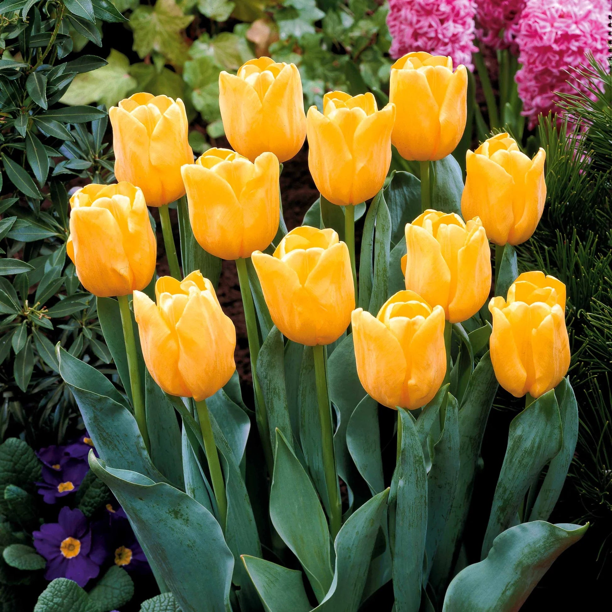 Gelb Tulpe Blumensamen zur Aussaat Halbschatten verträglich Traditionssorte & ohne Gentechnik Samen Hausgarten