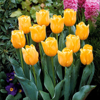 Gelb Tulpe Blumensamen zur Aussaat Halbschatten verträglich Traditionssorte & ohne Gentechnik Samen Hausgarten