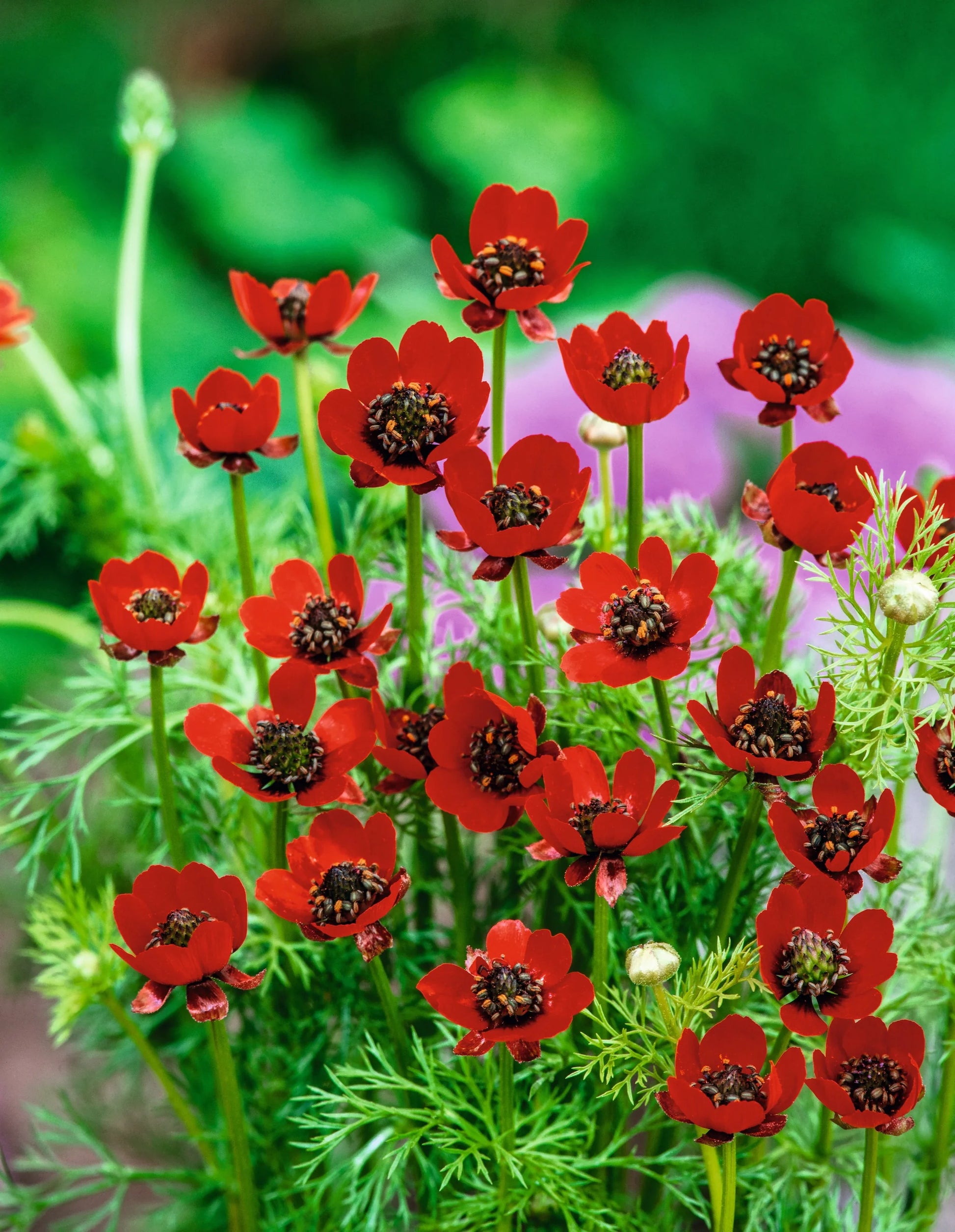 Rot Adonis Aestiva Samen Striking Rot Blumen
