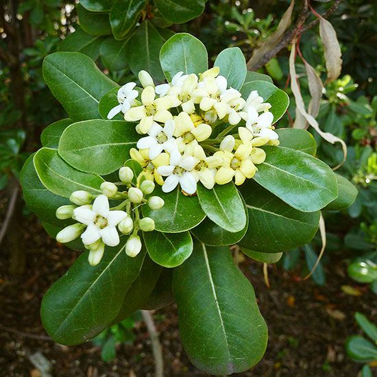 Pittosporum Tobira Blumensamen zur Aussaat – Schnitt Blume beliebt – Traditionssorte & ohne Gentechnik Samen Hausgarten