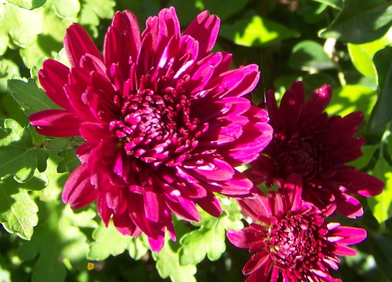 Kastanienrot Rot Chrysantheme Blumensamen zur Aussaat – Wildblume Mischung – Traditionssorte & ohne Gentechnik Samen Hausgarten