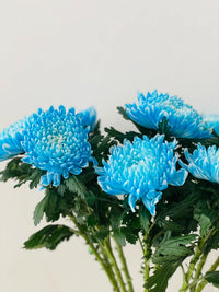 Himmelblau Chrysantheme Blumensamen zur Aussaat – lang Blüte Saison – Traditionssorte & ohne Gentechnik Samen Hausgarten