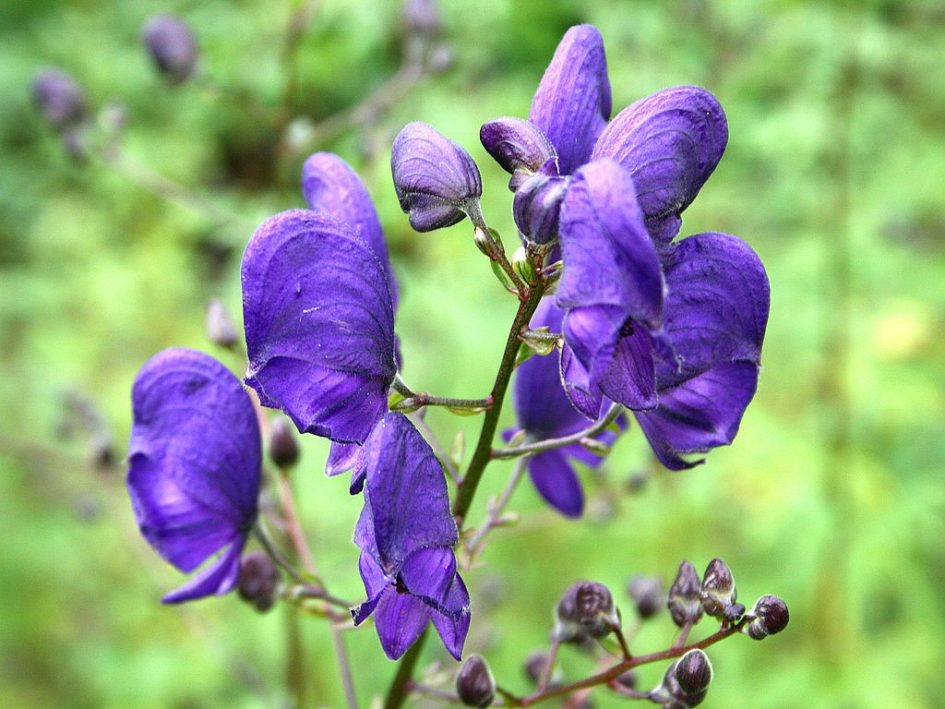 Wolfsbane Blumensamen zur Aussaat – farbenfroh Schau – Traditionssorte & ohne Gentechnik Samen Hausgarten