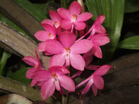 klein Rosa Ascocentrum Ampullaceum Samen zur Aussaat