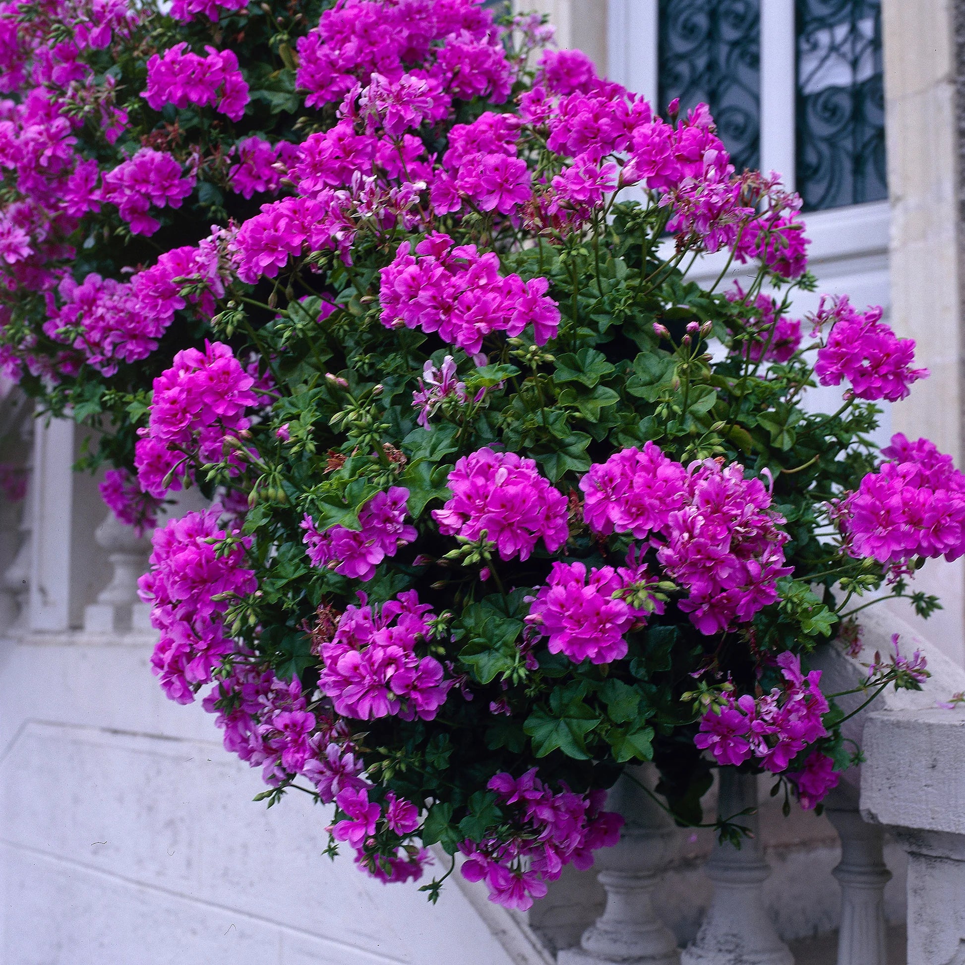 Violett Geranie Pelargonium Blumensamen zur Aussaat leuchtend Traditionssorte & ohne Gentechnik Samen Hausgarten