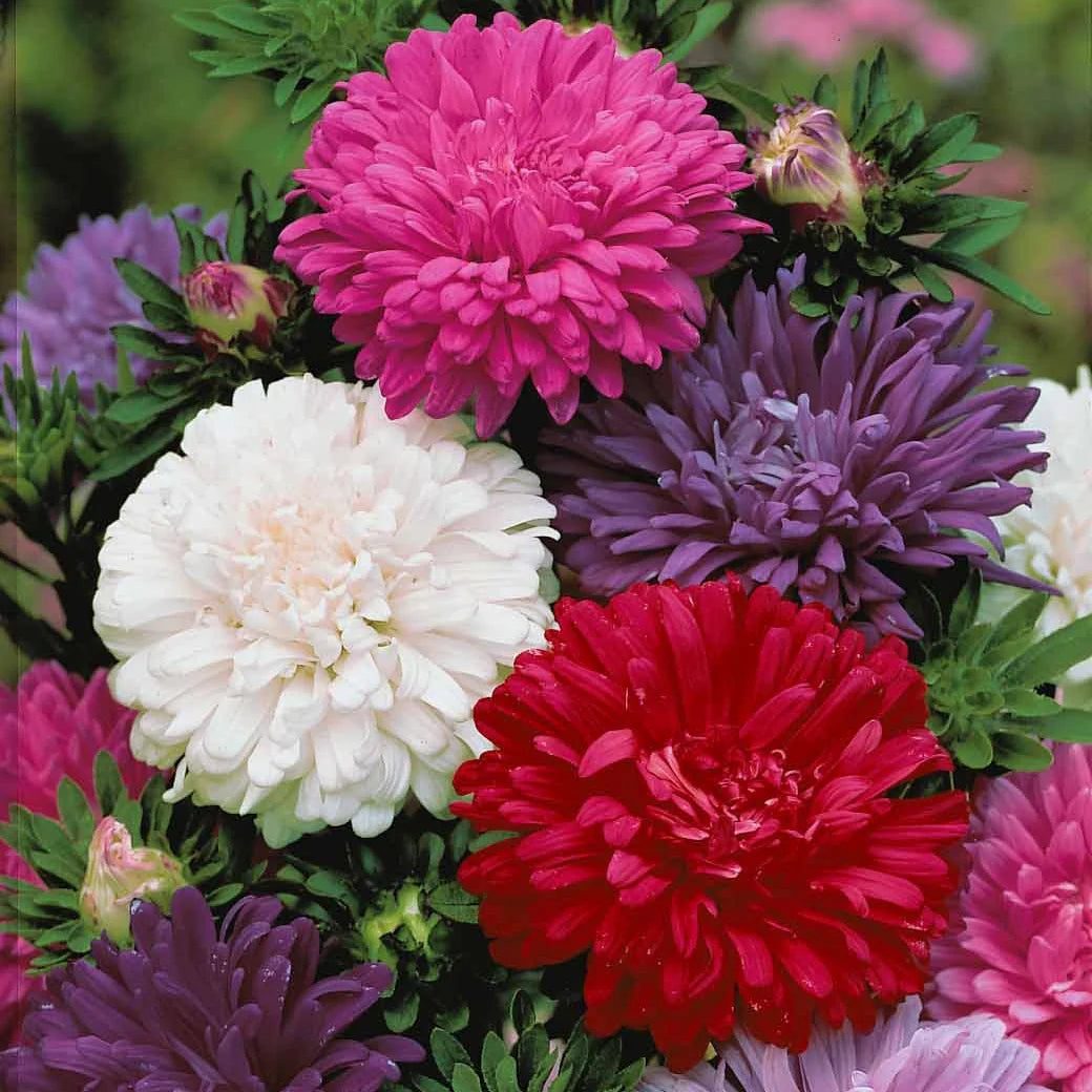 Chrysantheme Gemischt Blumensamen zur Aussaat Blume Beet