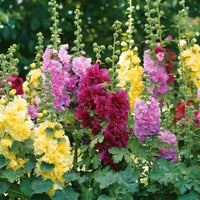 Gemischt Stockrose Blumensamen zur Aussaat leuchtend Traditionssorte & ohne Gentechnik Samen Hausgarten