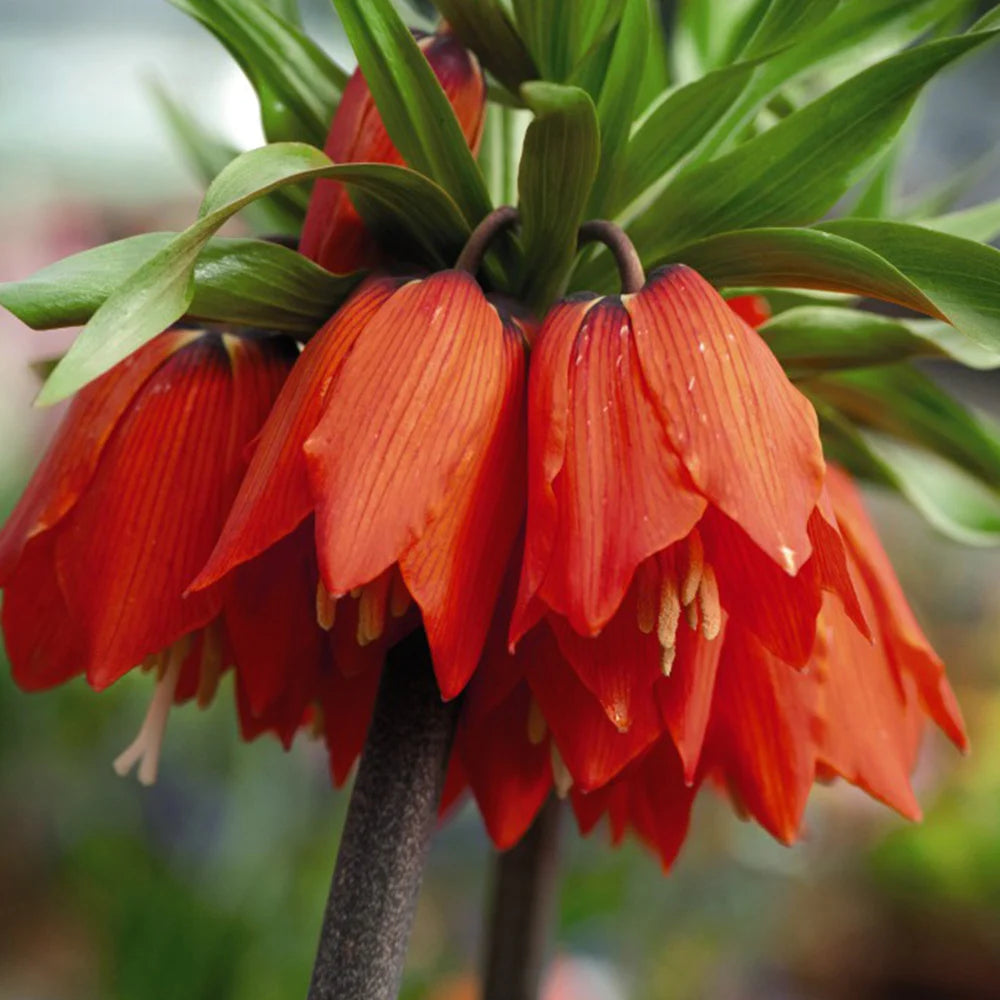 Imperial Crown Blumensamen zur Aussaat – duftend Blüten – Traditionssorte & ohne Gentechnik Samen Hausgarten