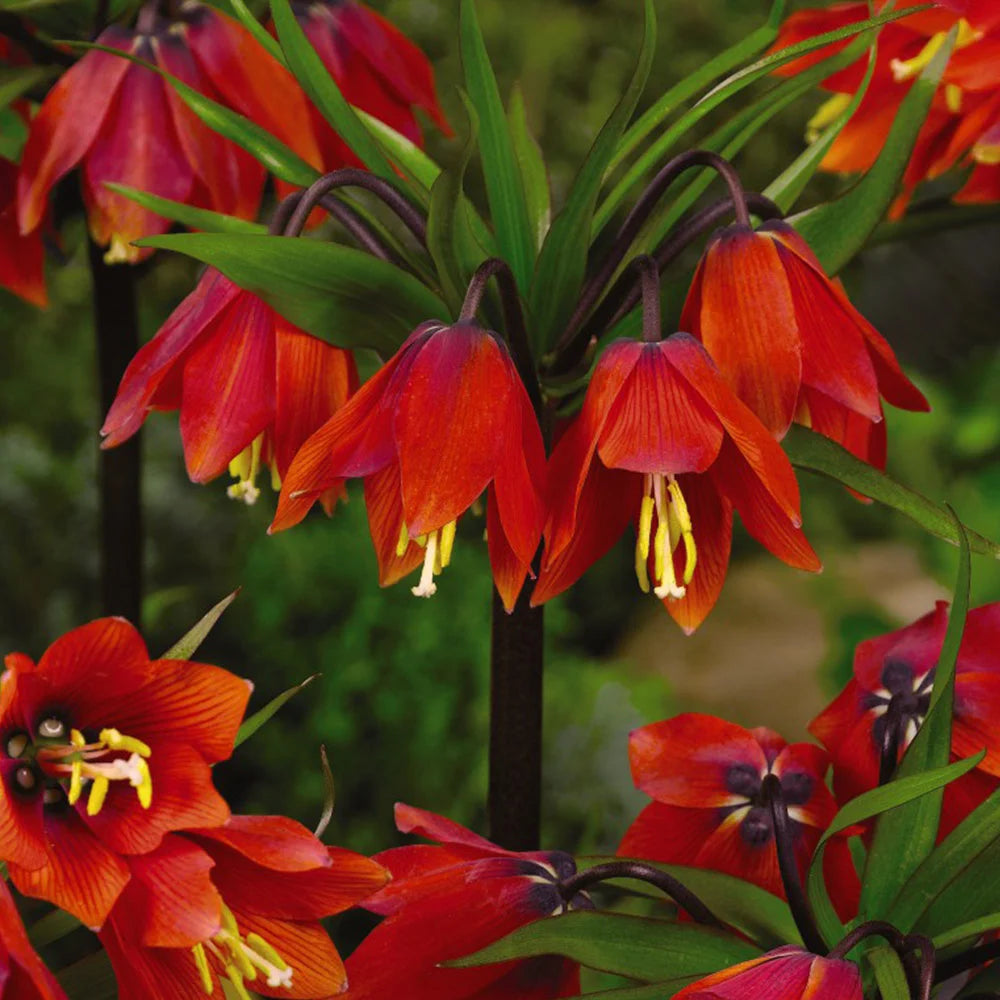 Imperial Crown Blumensamen zur Aussaat – duftend Blüten – Traditionssorte & ohne Gentechnik Samen Hausgarten