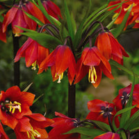 Imperial Crown Blumensamen zur Aussaat – duftend Blüten – Traditionssorte & ohne Gentechnik Samen Hausgarten