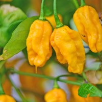 Gelb Reaper Samen zum Pflanzen  Hot Pepper Gemüse