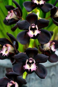 Schwarz Cymbidium Orchidee Blumensamen zur Aussaat – leuchtend Blüten – Traditionssorte & ohne Gentechnik Samen Hausgarten