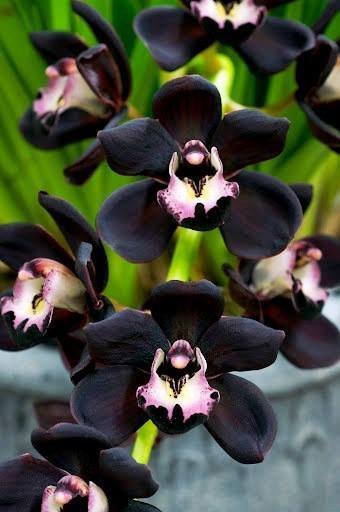 Schwarz Cymbidium Orchidee Blumensamen zur Aussaat – leuchtend Blüten – Traditionssorte & ohne Gentechnik Samen Hausgarten