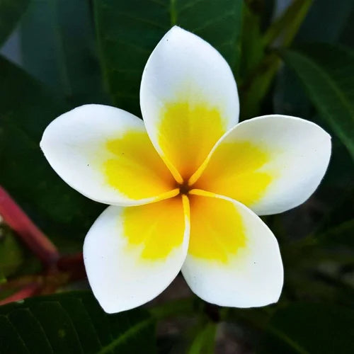 Gelb Weiß Frangipani Blumensamen zur Aussaat hochwertige Qualitäts- Traditionssorte & ohne Gentechnik Samen Hausgarten